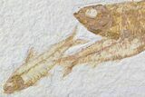 Trio Of Knightia Fossil Fish - Wyoming #86512-2